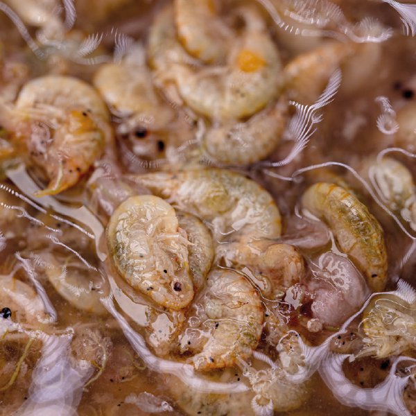NASH Brine Shrimp & Gammarus 500ml - Imagen 2
