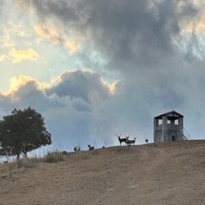 Puesto Casas Rubias '' El Torvizco ''