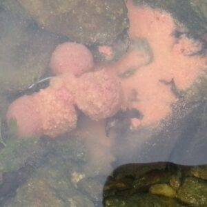 Boilies Solubles